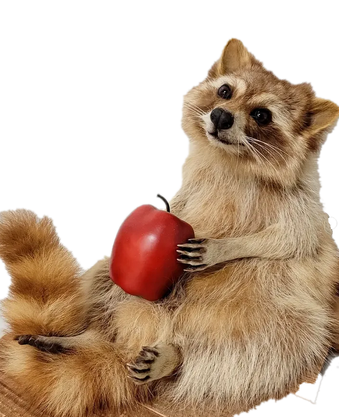 Character raccoon taxidermy holding a red apple.