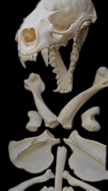 Close-up of cleaned skull and bone details arranged on a black background.